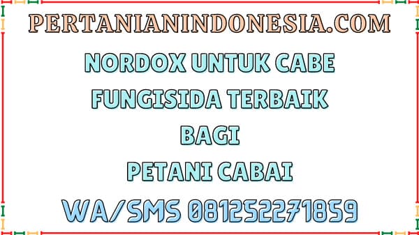 Nordox Untuk Cabe: Rahasia Keberhasilan Petani Mengatasi Penyakit Tanaman Cabai